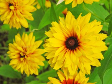 sarı aster closeup arka plan. Çiçek kompozisyon. Gaillardia.