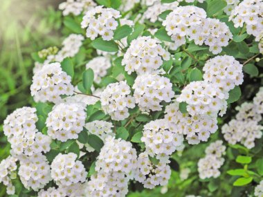 Bahar, bahar arka plan çiçek açması ağaçlar