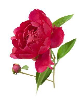 beyaz arkaplanda yalıtılmış şakayık çiçeği