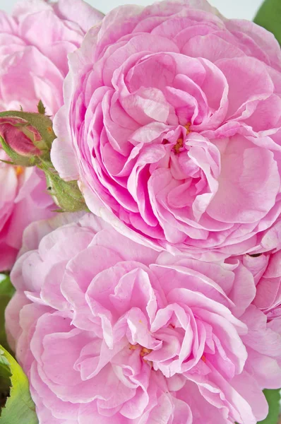 Hermoso rosa rosa ramo — Foto de Stock