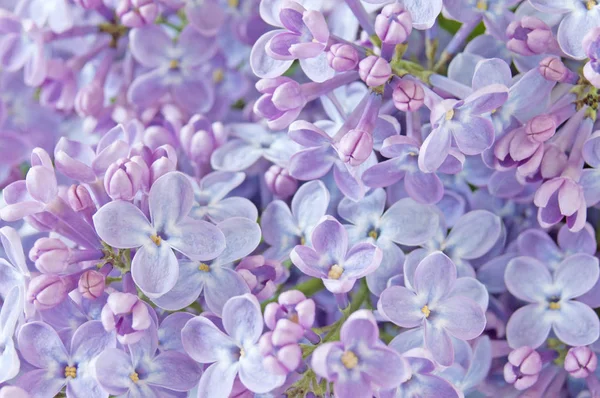 Beautiful Lilac flowers background — Stock Photo, Image