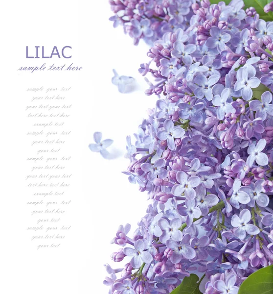 Lindas flores Lilac fundo — Fotografia de Stock