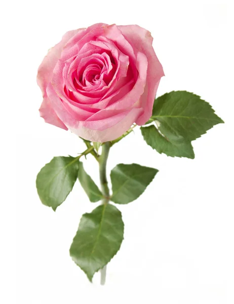 Hermosa flor de rosa aislada sobre fondo blanco — Foto de Stock