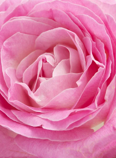 Linda rosa flor macro — Fotografia de Stock