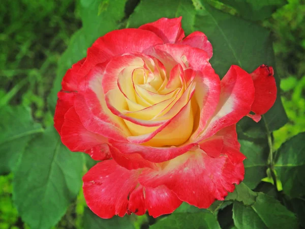 Beautiful rose flower in garden — Stock Photo, Image