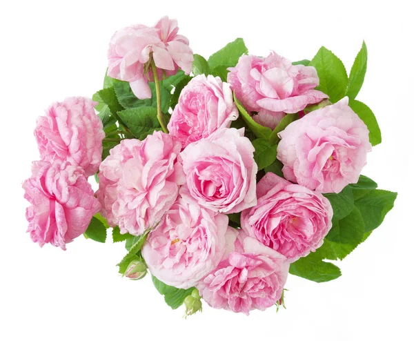 Roze rozen bos geïsoleerd op witte achtergrond — Stockfoto