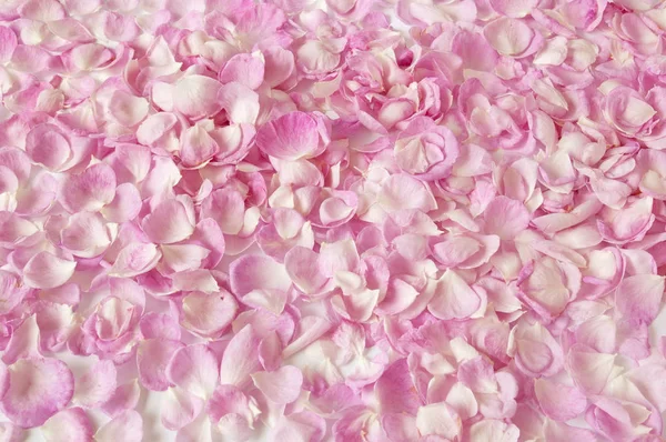 Růžová růže okvětní lístky pozadí — Stock fotografie