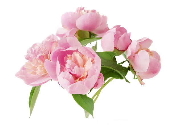 Peony bunch isolated on white background — Stock Photo, Image