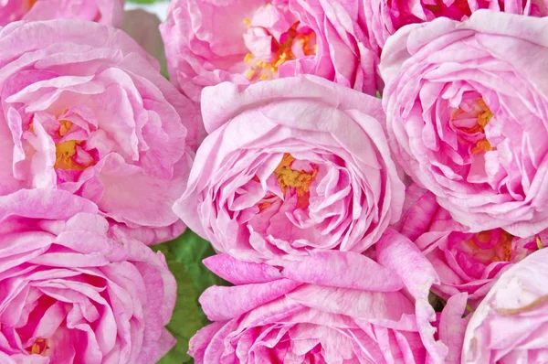 粉红玫瑰束孤立在白色的背景 — 图库照片