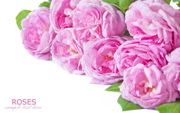 Rosas rosadas ramo aislado sobre fondo blanco —  Fotos de Stock