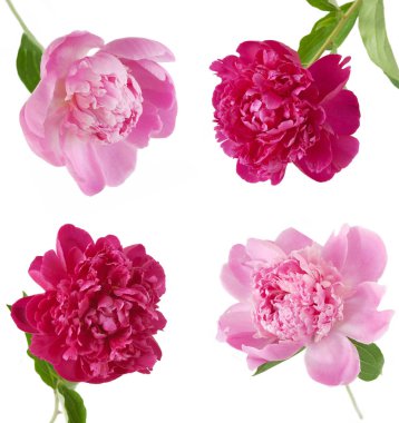 Beyaz arka planda izole edilmiş güzel şakayık çiçekleri.