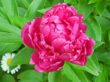 Bahçede pembe şakayık