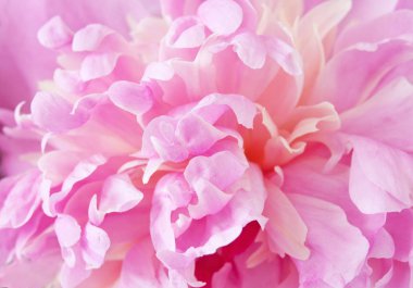 Bahçedeki pembe şakayık çiçekleri