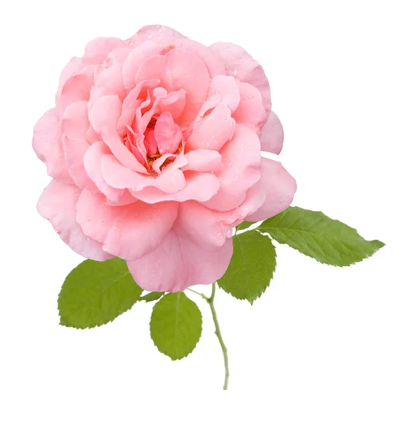 Rosa Rosa Isolata Sfondo Bianco — Foto Stock