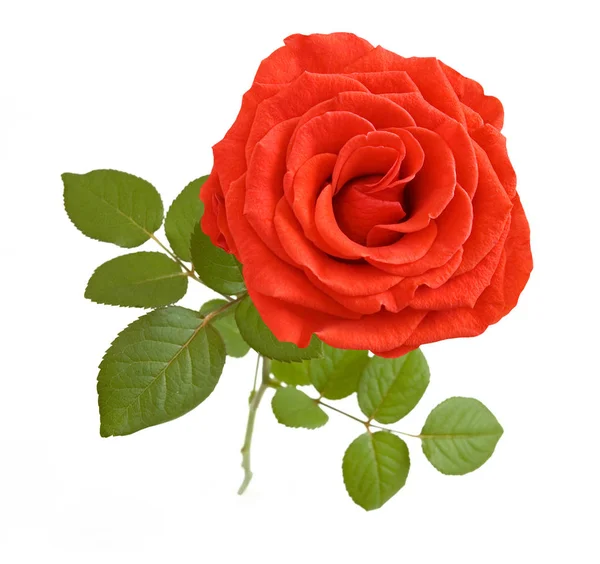 Mooie Rode Roos Geïsoleerd Witte Achtergrond — Stockfoto
