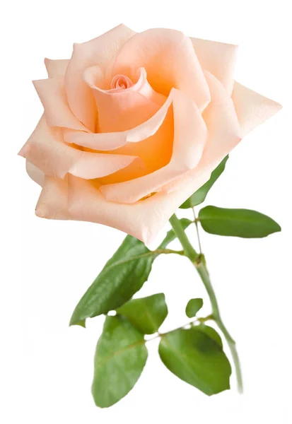 Beautiful Pink Rose Isolated White Background — Stock Photo, Image
