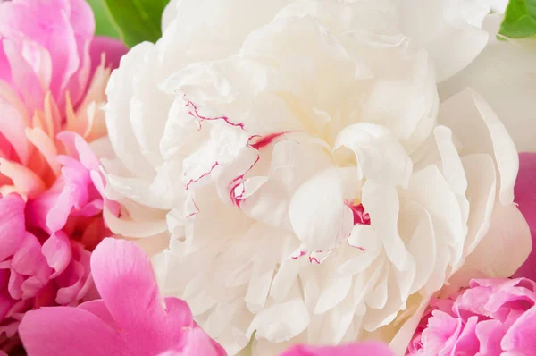 Mooie Pioenroos Bloemen Een Witte Achtergrond — Stockfoto