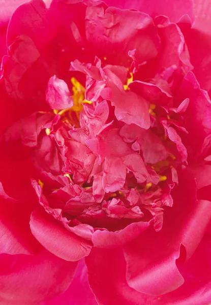 Mooie Roze Rozenblaadjes Flora — Stockfoto