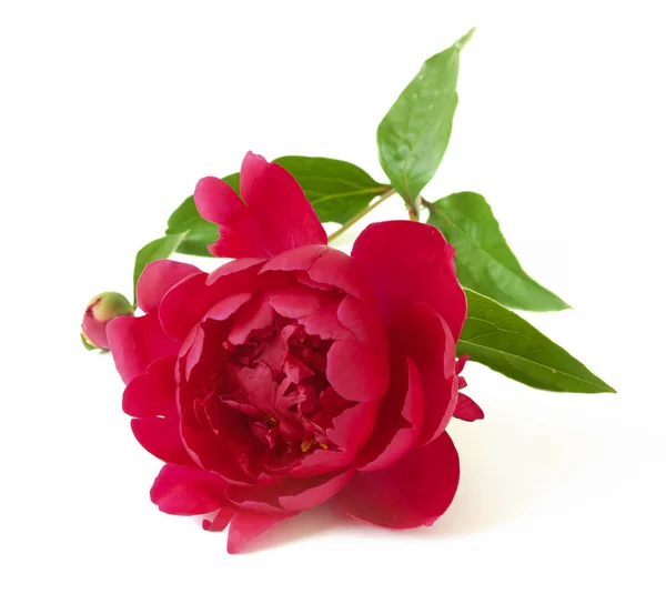 Hermosa Rosa Roja Aislada Sobre Fondo Blanco — Foto de Stock