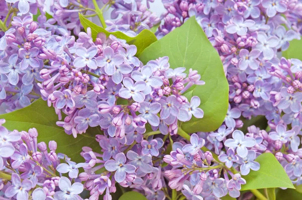花园里美丽的粉红色紫丁香花 — 图库照片