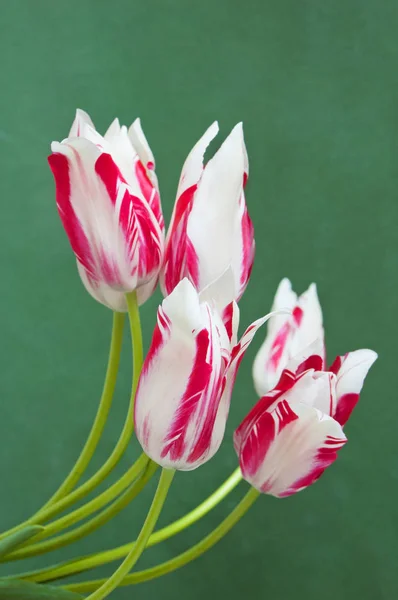 beautiful red-white tulips on a green background