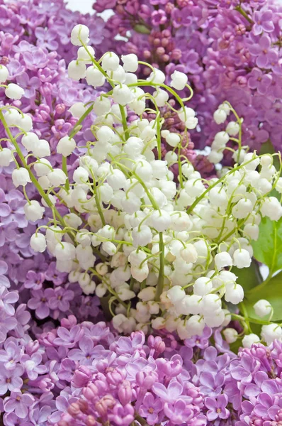 Красиві Бузкові Квіти Цвітуть Навесні — стокове фото