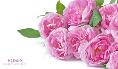 Beyaz arka planda pembe şakayık çiçekleri. bahar konsepti.