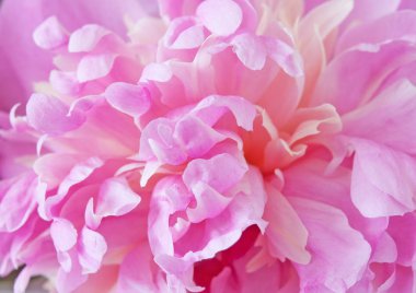 Pembe şakayık çiçeği arkaplanı kapat