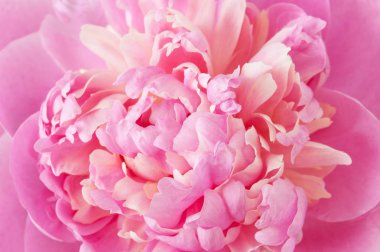 çevik kağıt görevi ve ahşap arkaplanda boş sayfa