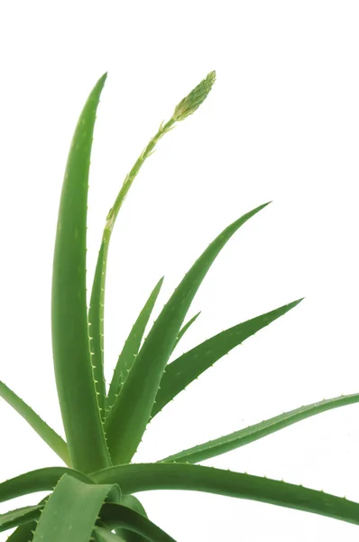 Aloe Vera Planta Aislada Sobre Fondo Blanco — Foto de Stock