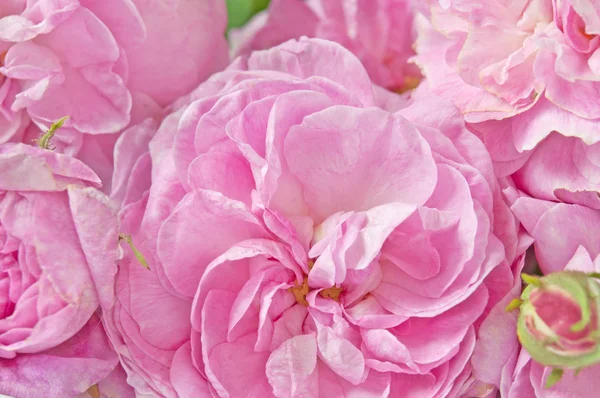 Flores Peonía Rosa Sobre Fondo Blanco — Foto de Stock