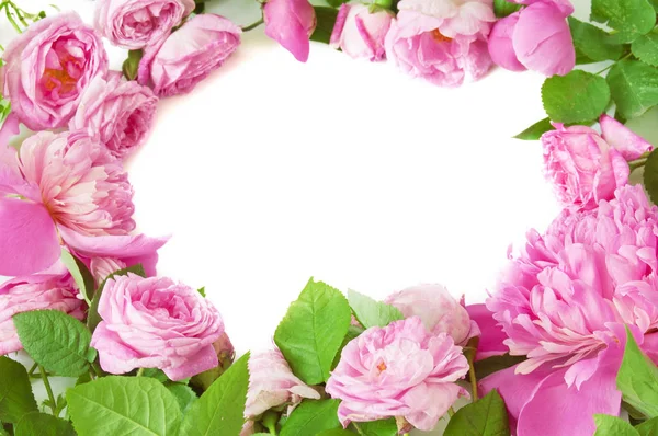 Frame Pink Peony Flowers White Background — Stock Photo, Image