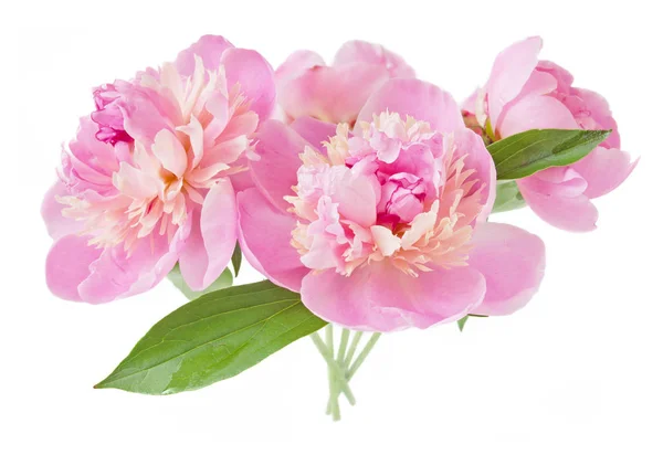 Pink Peony Flowers White Background — Stock Photo, Image