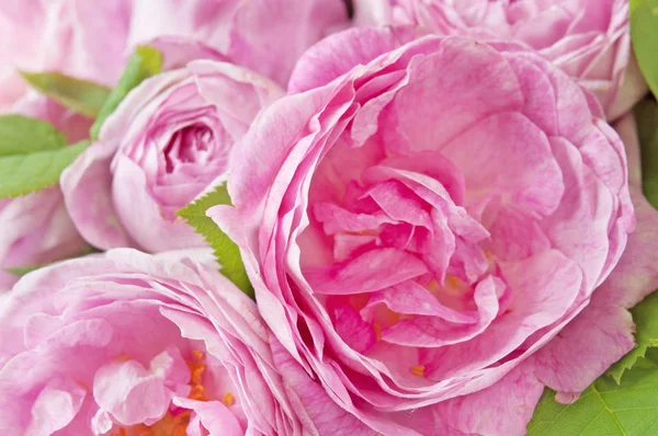 白色背景的粉红牡丹花 — 图库照片