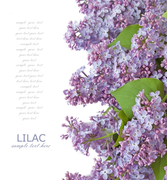 Branche Fleurs Lilas Sur Fond Blanc Modèle Pour Carte Vœux — Photo