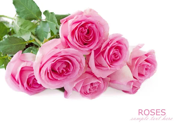 Pink Rose Flowers White Background — Stock Photo, Image