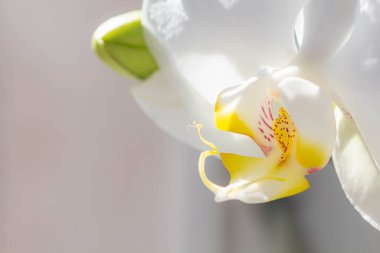 Benekli yapraklı beyaz falaenopsis orkidesi