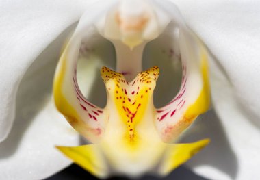 Benekli yapraklı beyaz falaenopsis orkidesi