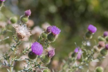Yaz çiçekleri mor dikenler