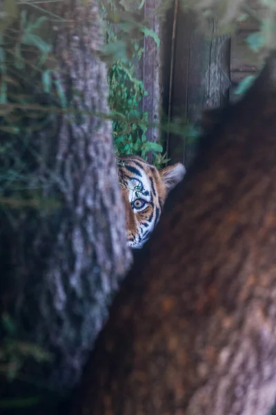 老虎在灌木丛中休息 — 图库照片