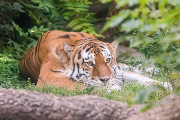 Tiger Resting Thicket — ストック写真