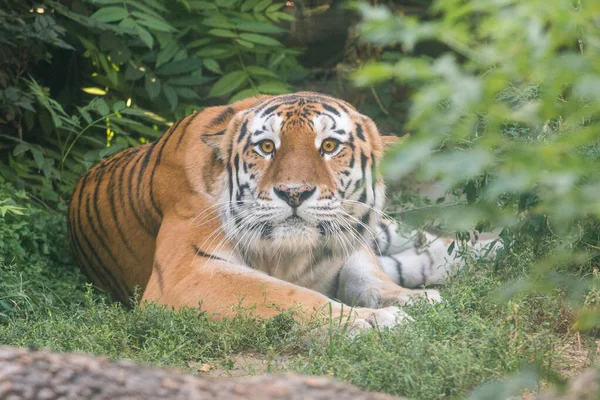Тигр Отдыхает Чаще — стоковое фото