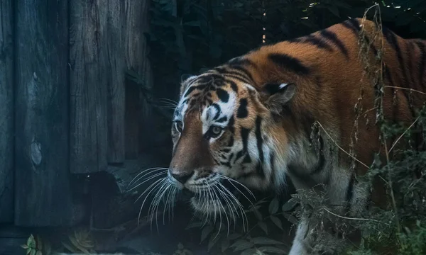 Tiger Resting Thicket — ストック写真