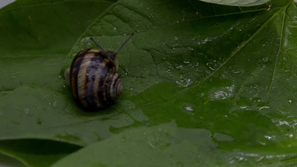 Una chiocciola d'uva striscia lentamente su una foglia umida — Video Stock