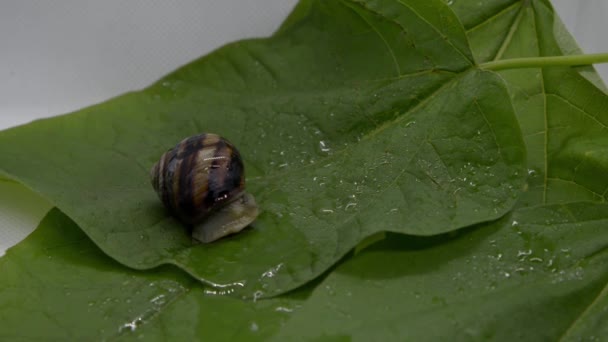 A grape snail slowly creeps on a wet leaf — Stock Footage A grape snail slowly creeps on a wet leaf Royalty Free Stock Footage