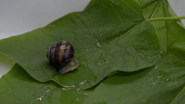 Un escargot de raisin se glisse lentement sur une feuille humide — Video