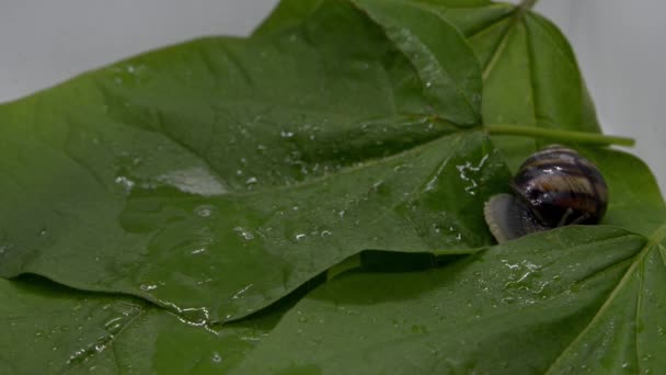 Seekor siput anggur perlahan-lahan merayap di daun basah — Stok Video