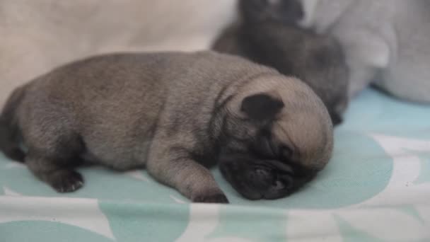 Şirin köpek yavruları uyuyor, sürünüyorlar. Yeni doğmuş yavrular. Pug. — Stok video