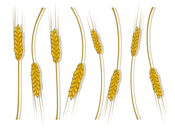 Espigões de trigo, cevada ou centeio são tecidos em um pacote —  Vetores de Stock