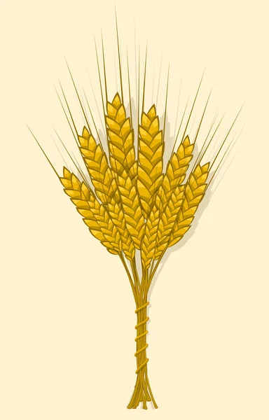 Orejas de trigo, cebada o centeno se tejen en un paquete — Archivo Imágenes Vectoriales